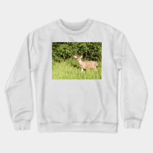 Mule deer, wildlife, Woodland King Crewneck Sweatshirt